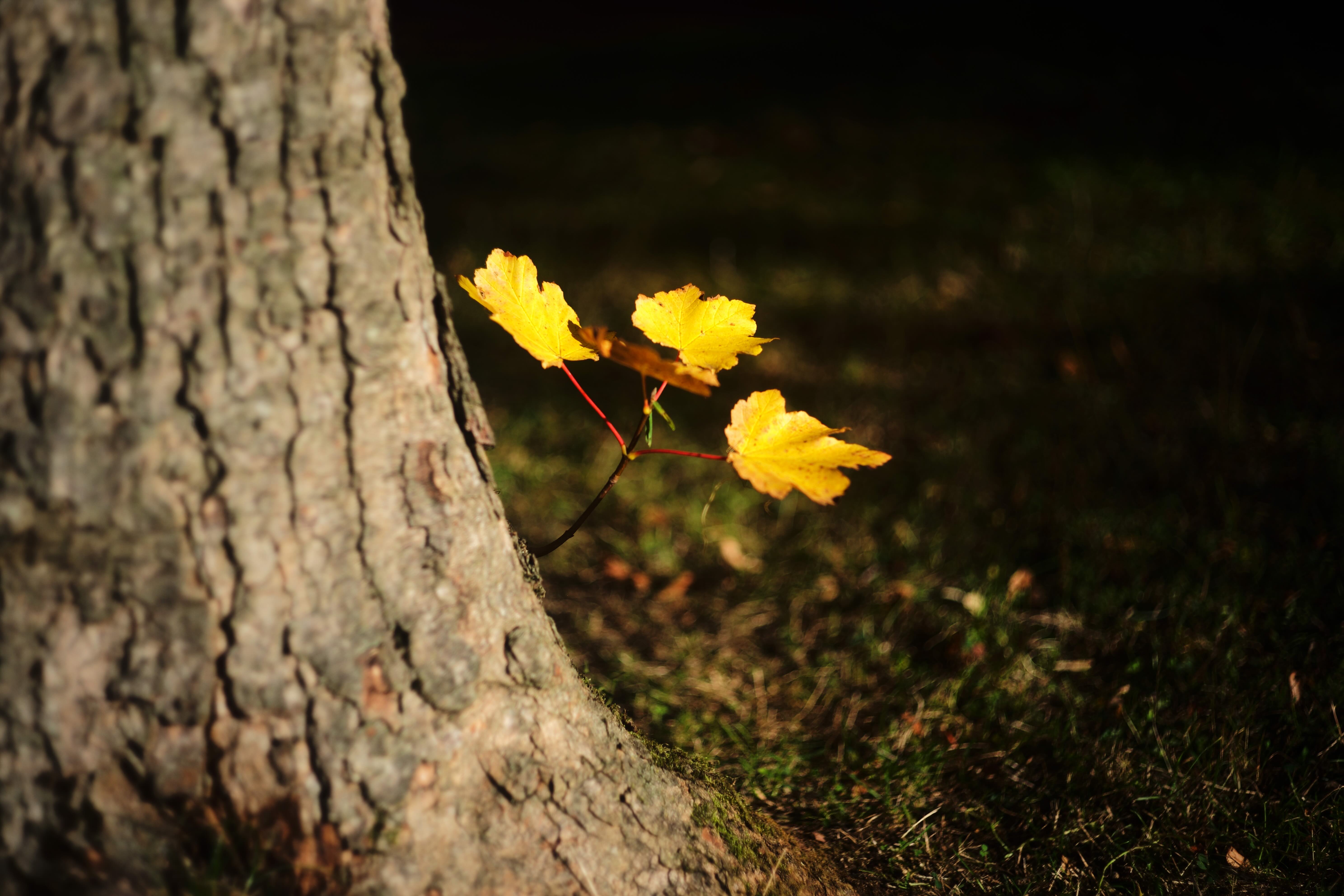吹过我不忍卒读的童年的风