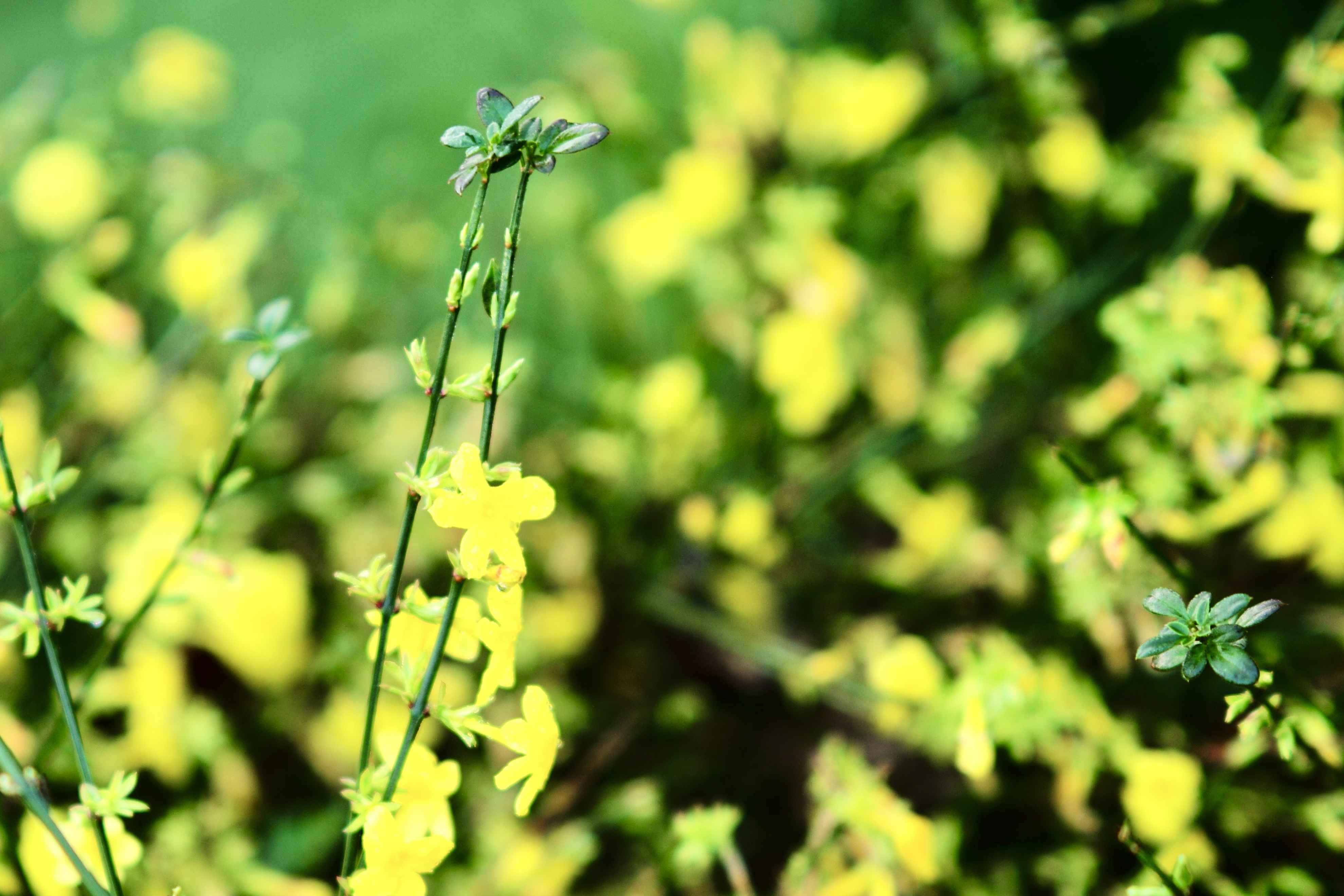 Cover Image for Christians in China